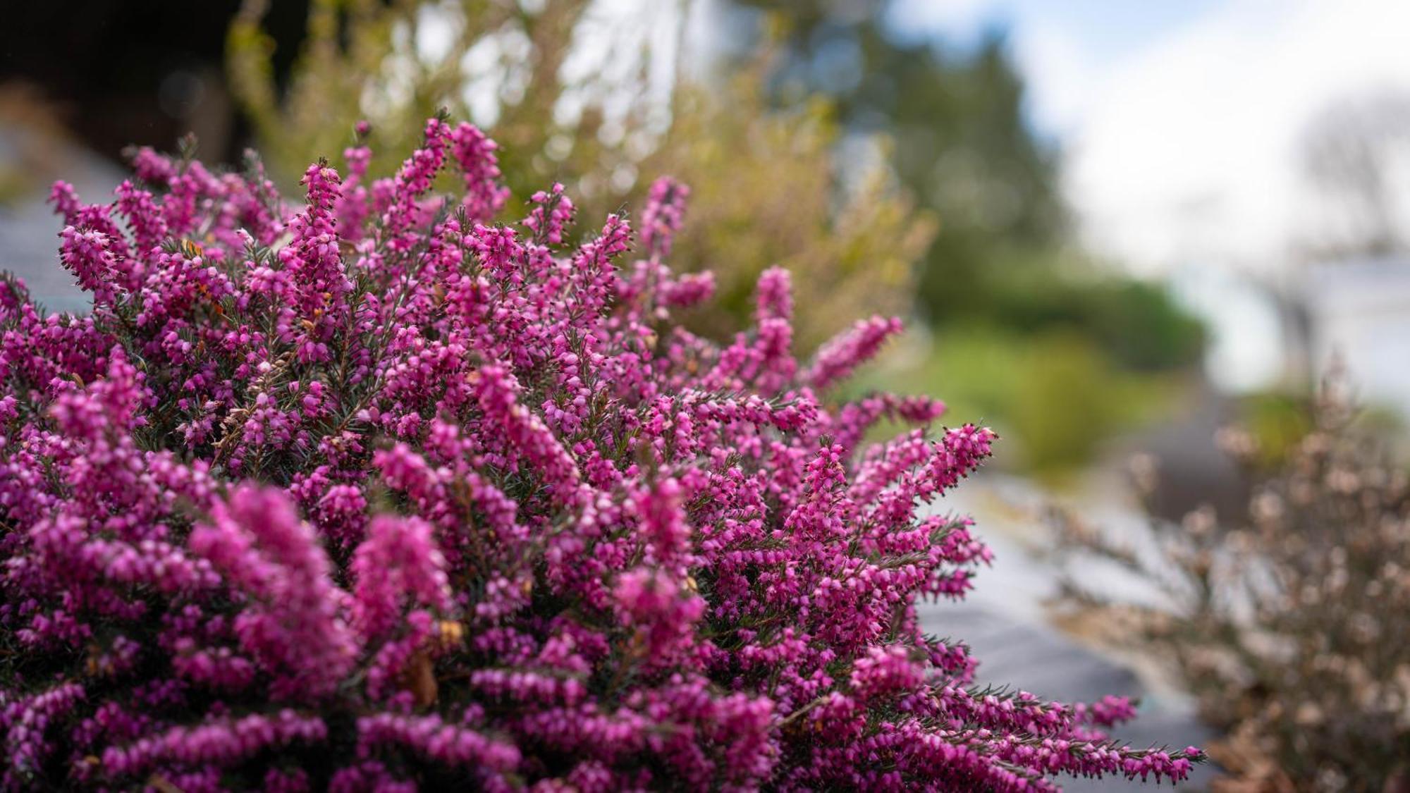 Heather Nook- Luxury Studio In Pitlochry Villa Exterior foto